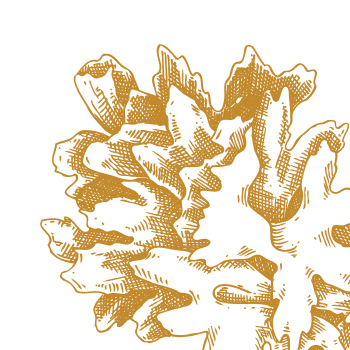 Kostbares Wunderpilz