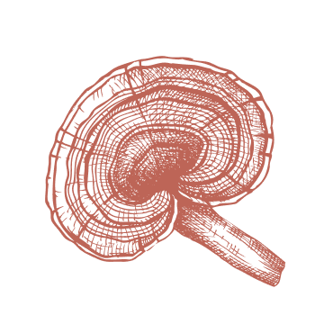 Um das Immunsystem zu stärken, kehren Sie zurück zur Natur