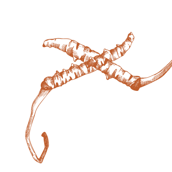 Steigern Sie Ihre Vitalität