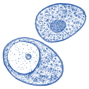 Qualitätsauswahl für jeden Tag